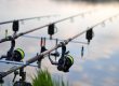 pescaria, peixe, lago, natureza, rybařina, carpa, relaxar, vara de, carretel, pesca